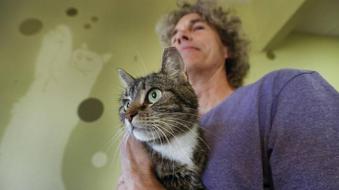 After months on the lam, missing Florida house cat found in Kansas