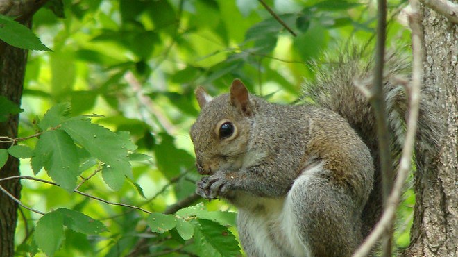 Squirrel attacks Central Florida senior center, 3 injured