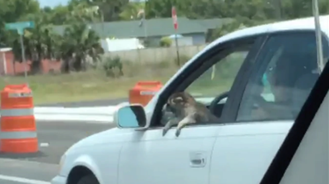 Raccoon named Hank Williams enjoys car rides in the Florida summer