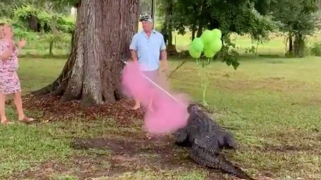 Huge gator lends a jaw to help with Florida couple's gender reveal