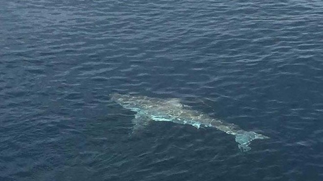 In case you forgot sharks live in the water, a 14-foot great white was spotted near Port Canaveral yesterday