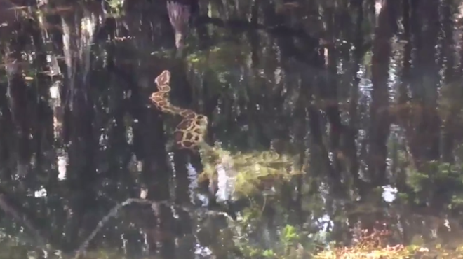 Watch this 15-foot python effortlessly take down a Florida gator