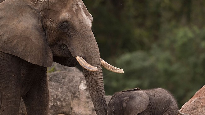 Baby elephant 'Stella' born at Disney's Animal Kingdom
