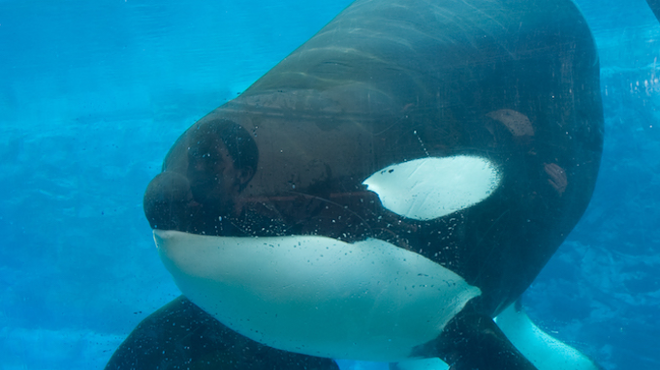 SeaWorld orca Tilikum is dead