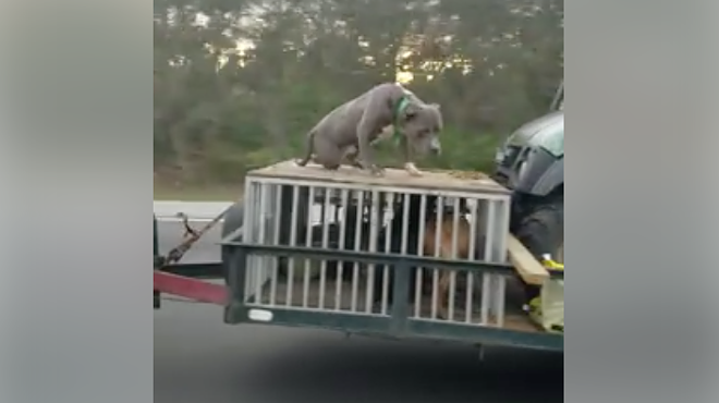 Florida 'asshole' drives down I-95 with dog chained to roof of crate