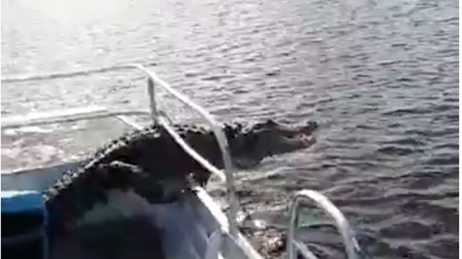 Florida gator reminds tourists who's boss by jumping onto their boat