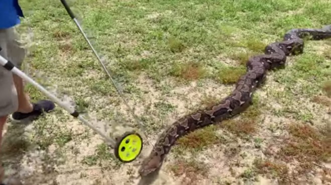 Florida man has high hopes that his 20-foot-long python will break world records
