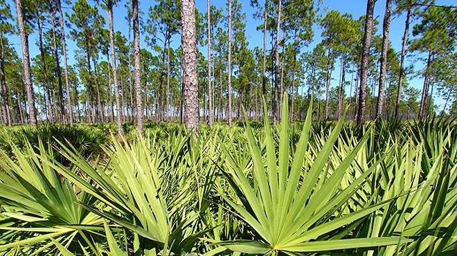 Florida plants get artistic treatment at the Falcon's Flora art show