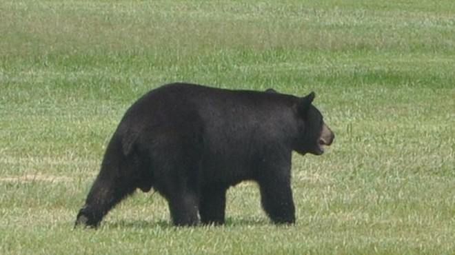 Florida's bear-management plan could again include hunting