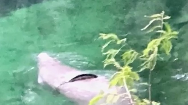 Blue Spring manatee not yet set free from bike tire