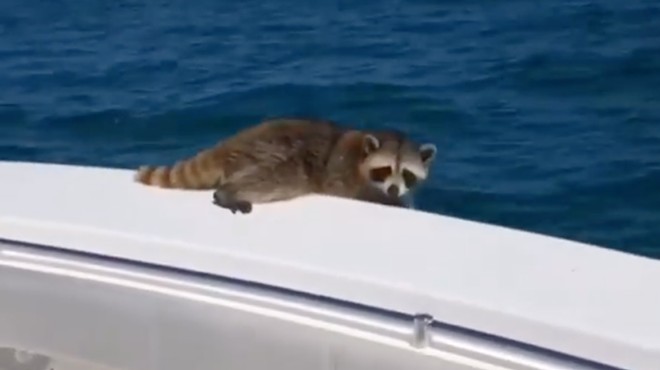 Florida lawyer who filmed himself leaving a raccoon to die 20 miles offshore told to take a workshop
