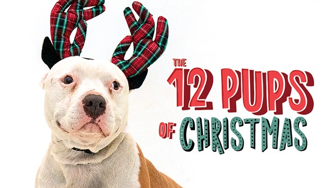 A dozen adoptable Orlando dogs who would love to find a home for the holidays
