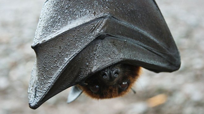 Florida bat hanging upside down