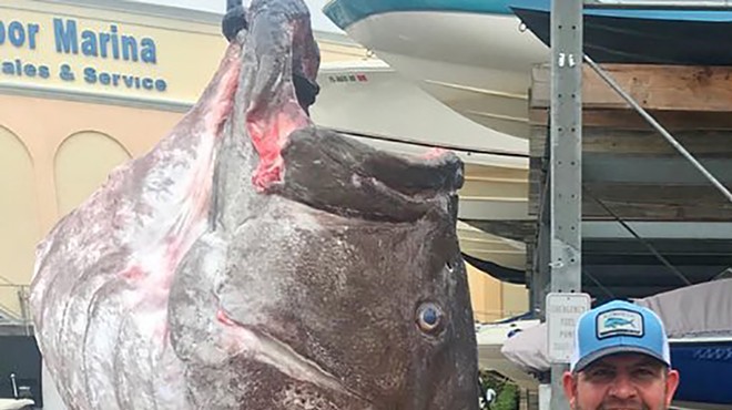 A 350-pound Warsaw grouper was reeled in off the Florida coast