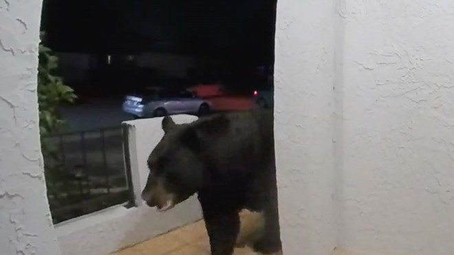 Altamonte Springs doorbell camera captures enormous black bear on front porch