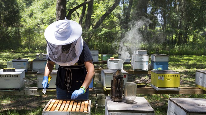 University of Florida opens online version of Master Beekeeper apprenticeship program