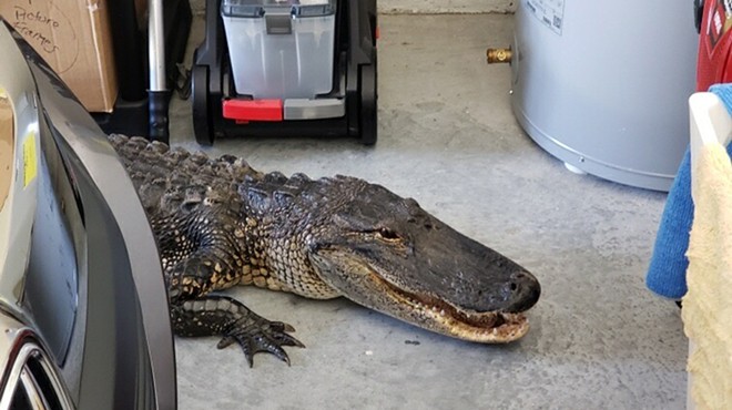 Florida resident discovers 7-foot alligator in garage