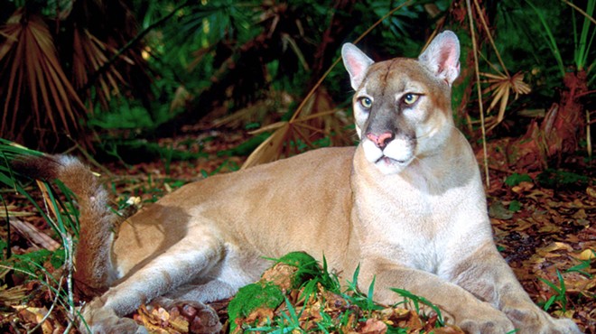 Another Florida panther killed by vehicle, car-related death toll jumps