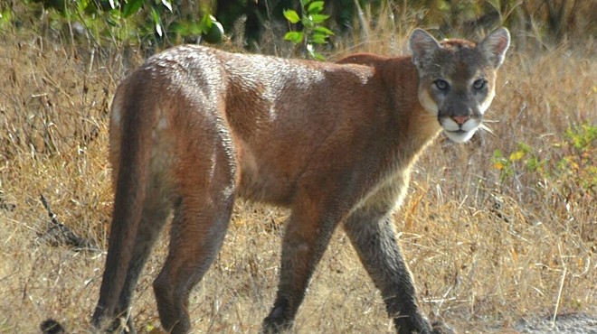 Florida panther population has increased, FWC reports
