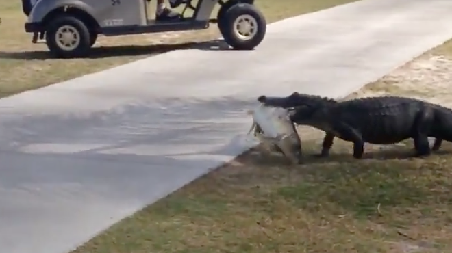 Watch this gator drag a big dead fish across a Florida golf course