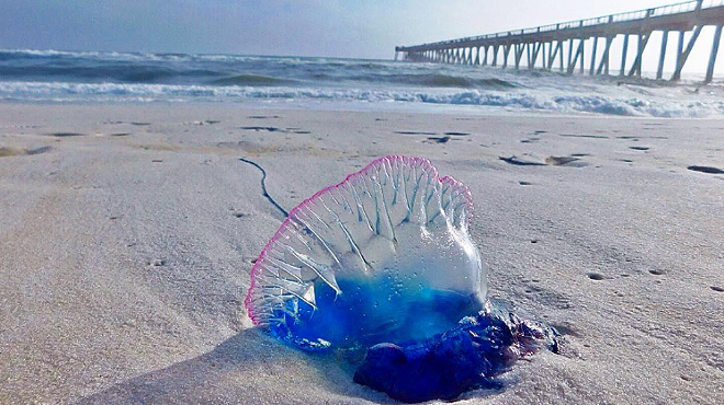 Strong weekend winds bring Portuguese man-of-wars to Florida beaches