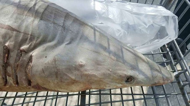 Someone left a dead shark in a Florida Walmart parking lot