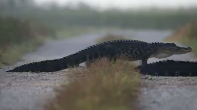 Florida photographer films a 'non-stop gator crossing'