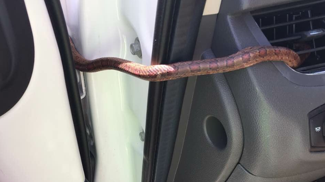 Florida woman nearly crashes car after snake crawls out of air vent