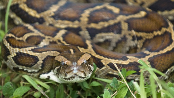 Florida lawmaker wants $600k to hunt Burmese pythons