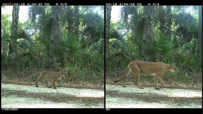 Two Florida panther kittens found north of the Caloosahatchee River