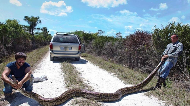 Florida hunters catch massive 15-foot Burmese python