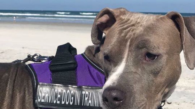 Service dog in training goes missing at Orlando International Airport