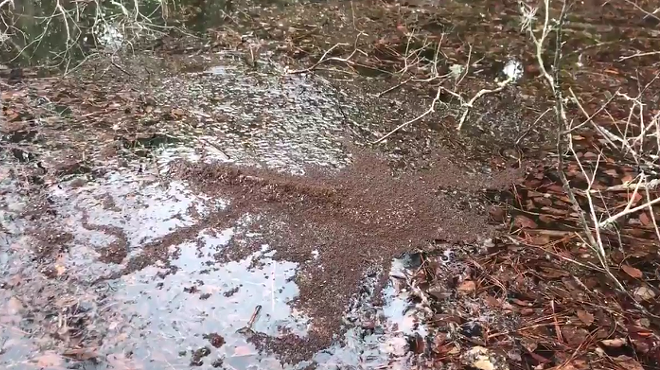 Video shows thousands of fire ants travelling by raft across University of Florida campus