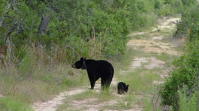 Someone reportedly shot a bear last night in Sanford
