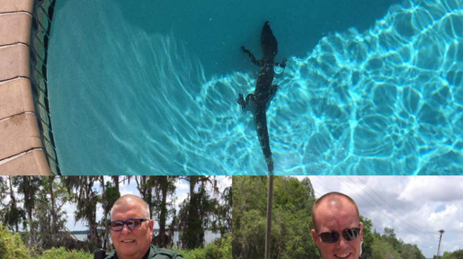 Sheriff deputies remove baby gator from Winter Haven pool