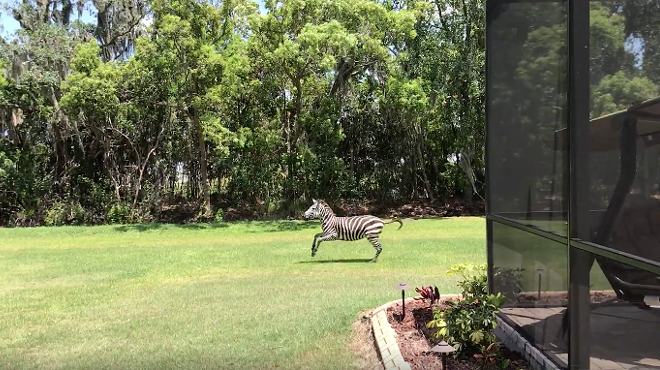 Zebra escapes, runs into Florida man's truck