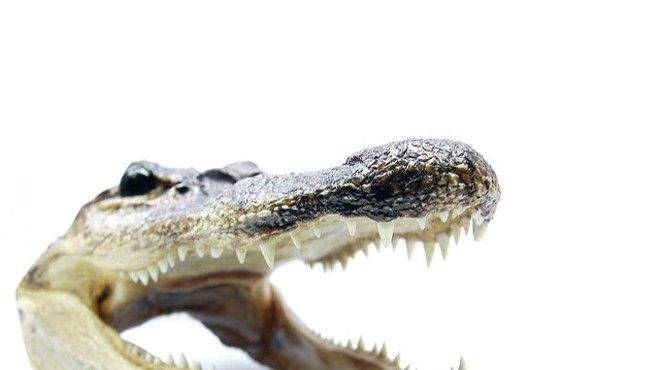 Florida man bitten by gator while diving for golf balls will keep its head