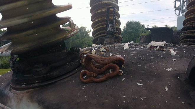 Snake knocks out power to 22k Florida residents, dies