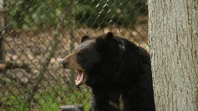 Florida has less money to help with bear-proof trash cans