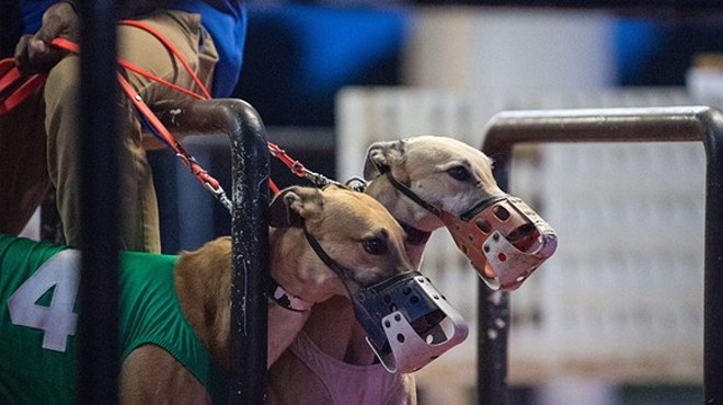 Florida greyhound trainer could face suspension after high levels of caffeine found in dogs