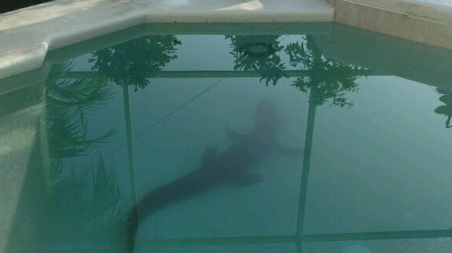 8-foot gator found in Florida homeowner's pool