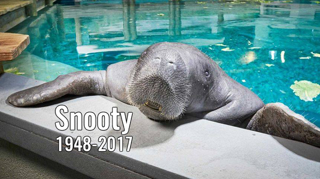 Snooty the manatee's death was a 'preventable accident'