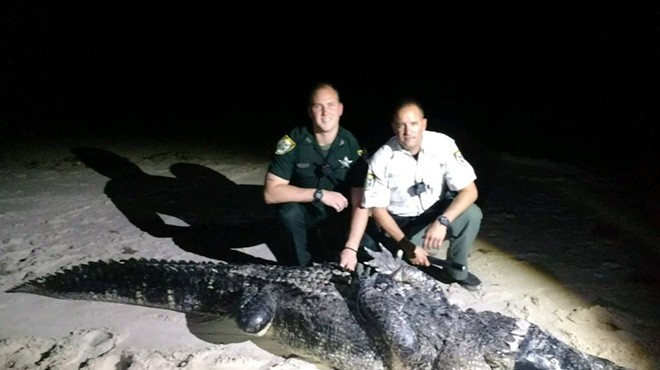 Florida authorities capture 12-foot beach gator