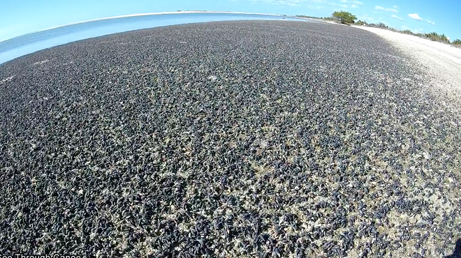 Millions of snails have completely taken over a Florida beach for some reason