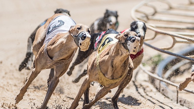 A Florida lawmaker is trying to completely ban greyhound racing in Florida