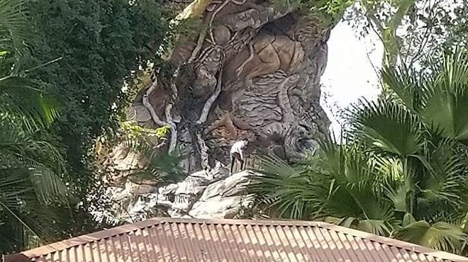 Some maniacs climbed the Tree of Life at Disney's Animal Kingdom