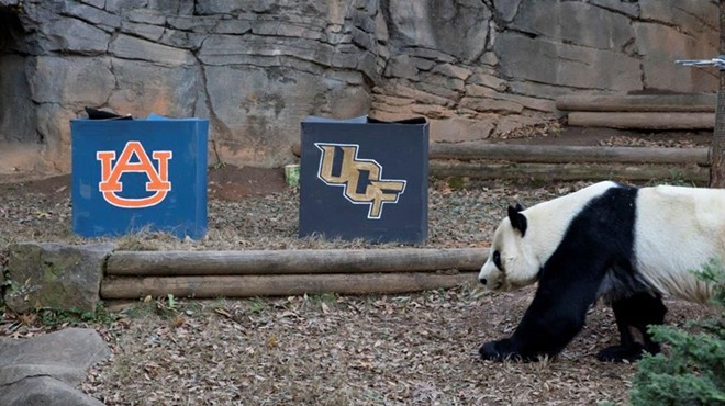 Big dumb panda picks Auburn to beat UCF in Chick-fil-A  Peach Bowl