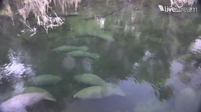 The Blue Spring manatee cam is the best thing on the internet right now