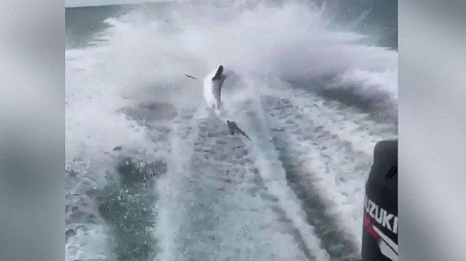 The Florida men who filmed themselves dragging a shark behind their boat have pleaded not guilty