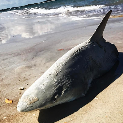 A half-eaten shark washed up on New Smyrna Beach last weekend